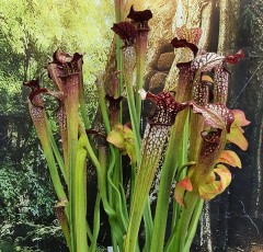 Sarracenia Hybrid H 77 Rubra X Excellens A. Slack  